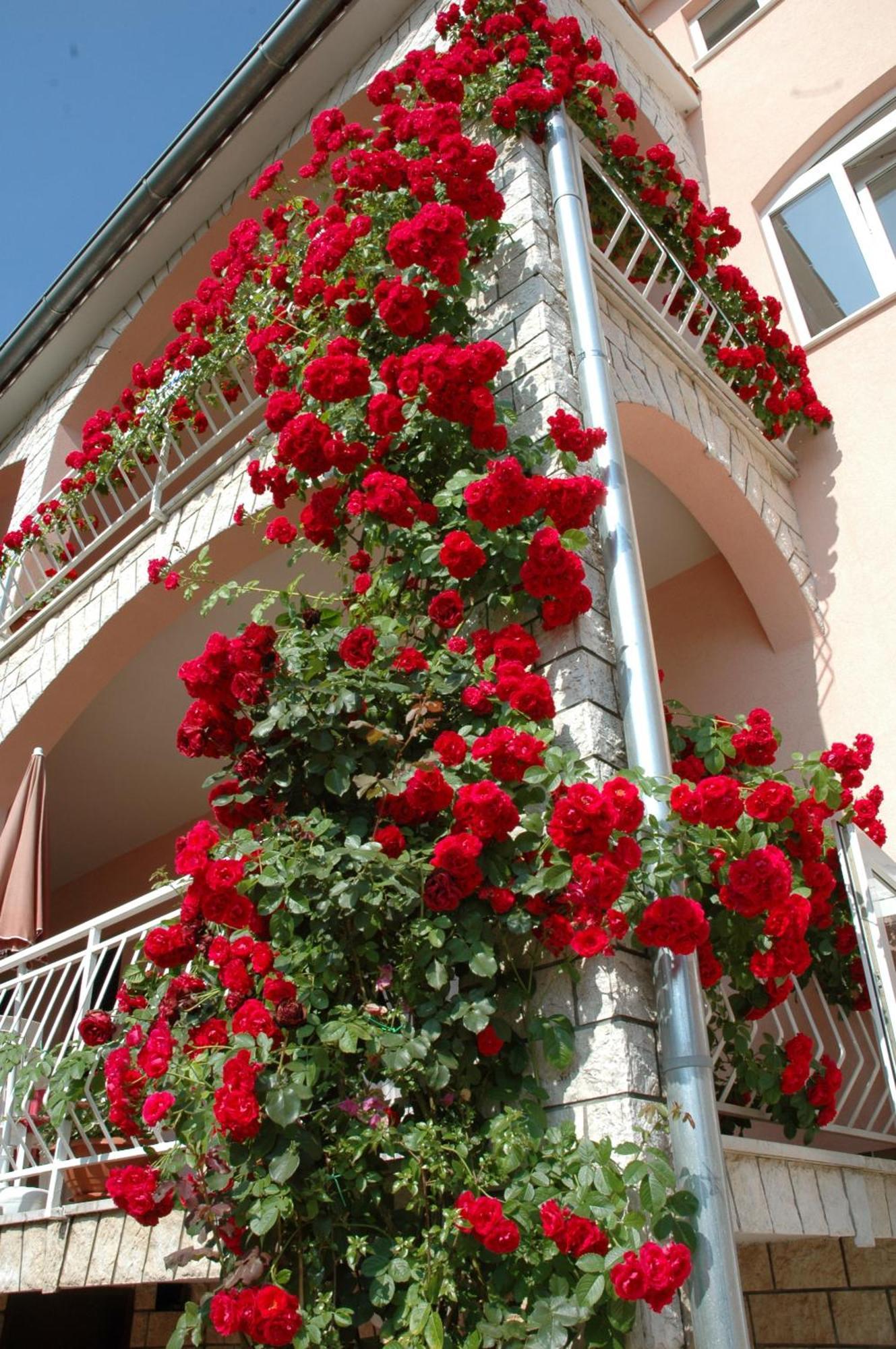 House Maric Apartment Porec Ngoại thất bức ảnh